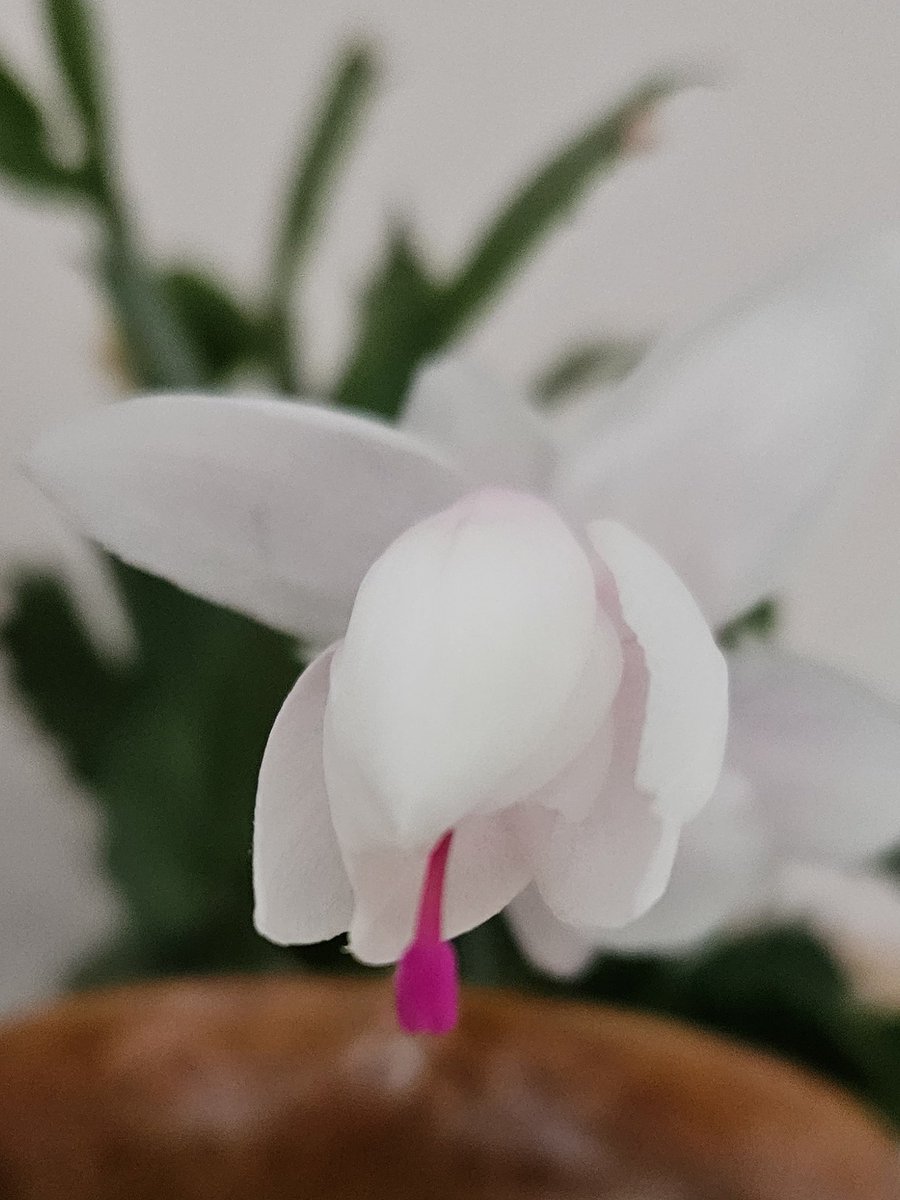 The christmas cactus is putting on her show very early.  She just has a pink of pink on her petals and then a bright pink stamen.