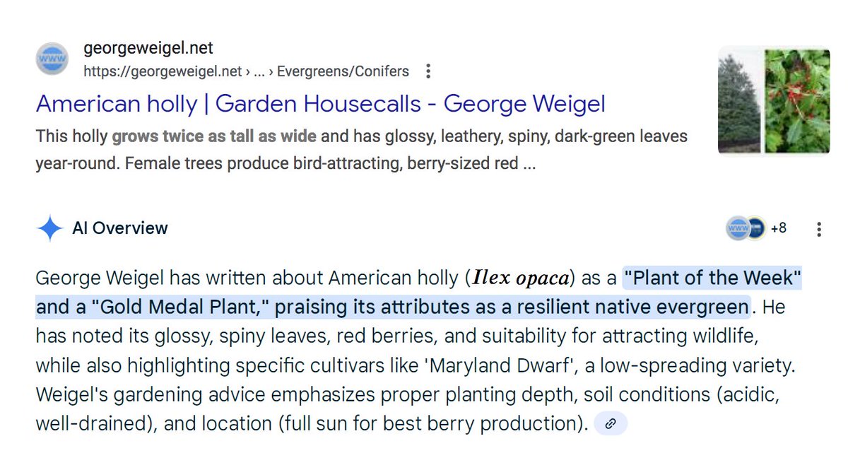 WindfallGarden's tweet photo. George Weigel on American Holly Trees https://t.co/MTdfQYJvQa https://t.co/O6IzLjZB6f