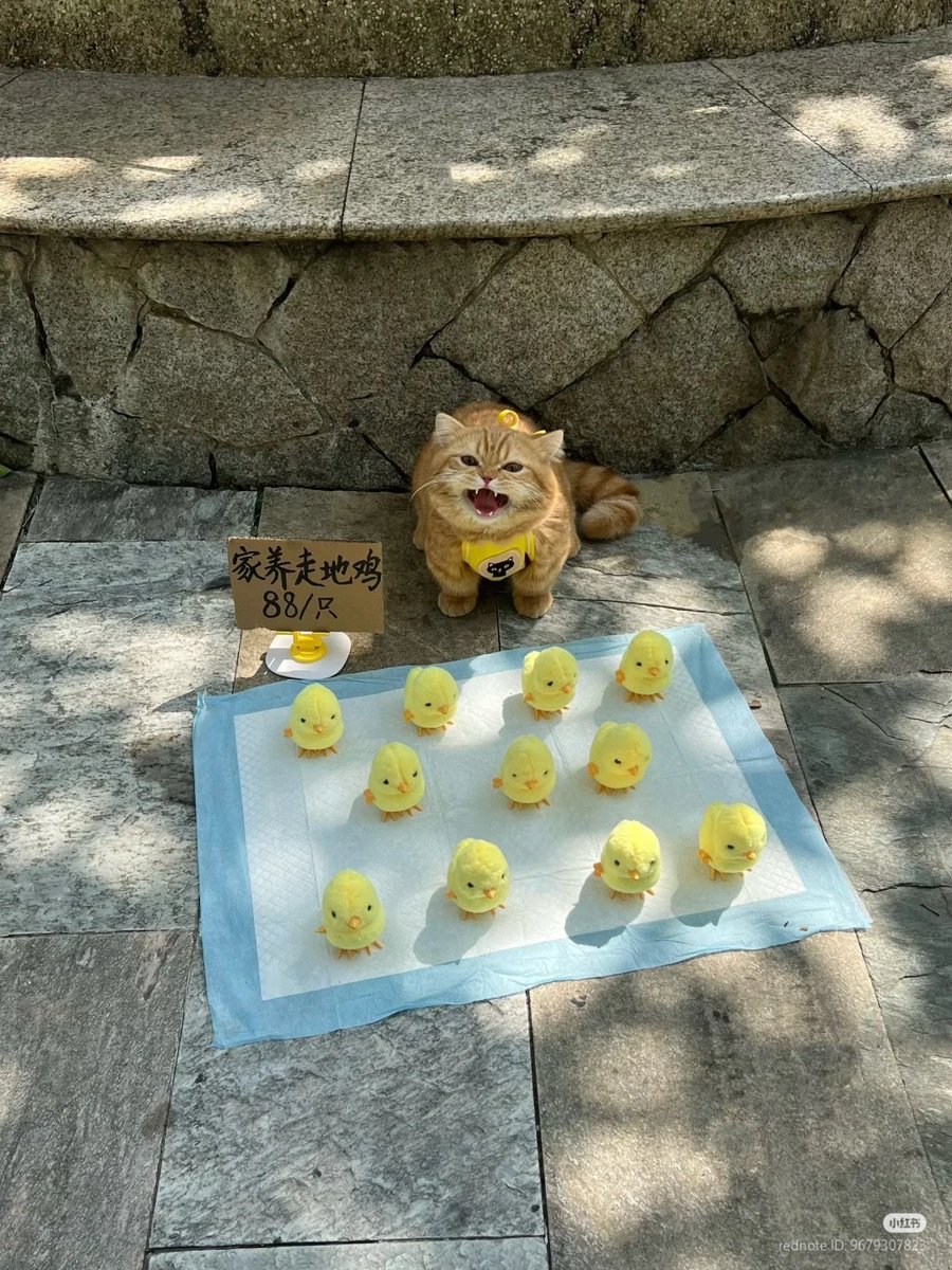 nocontextscats's tweet image. DON'T JUST TAKE PHOTOS!! BUY!! 😡