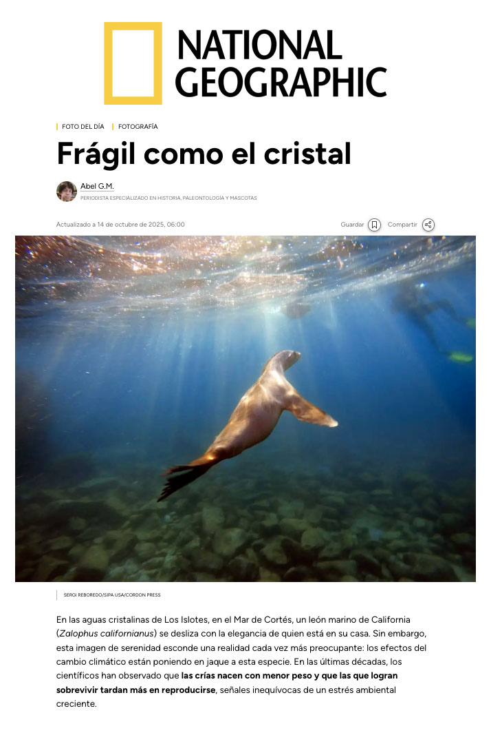 Mi trabajo sobre el cambio climático llega hasta NATIONAL GEOGRAPHIC, en este caso para hablar del problema al que se enfrentan los leones marinos: las crías nacen con menor peso y que las q logran sobrevivir tardan más en reproducirse, señales inequívocas de un estrés ambiental