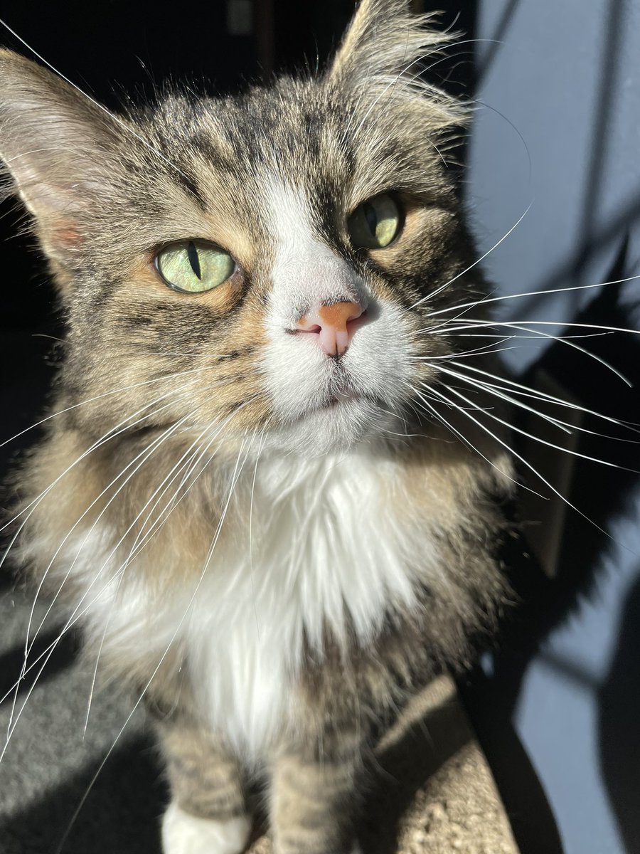 Good morning 🔆 My girl Scout would like to file a complaint about her breakfast being delayed due to the time change 😁