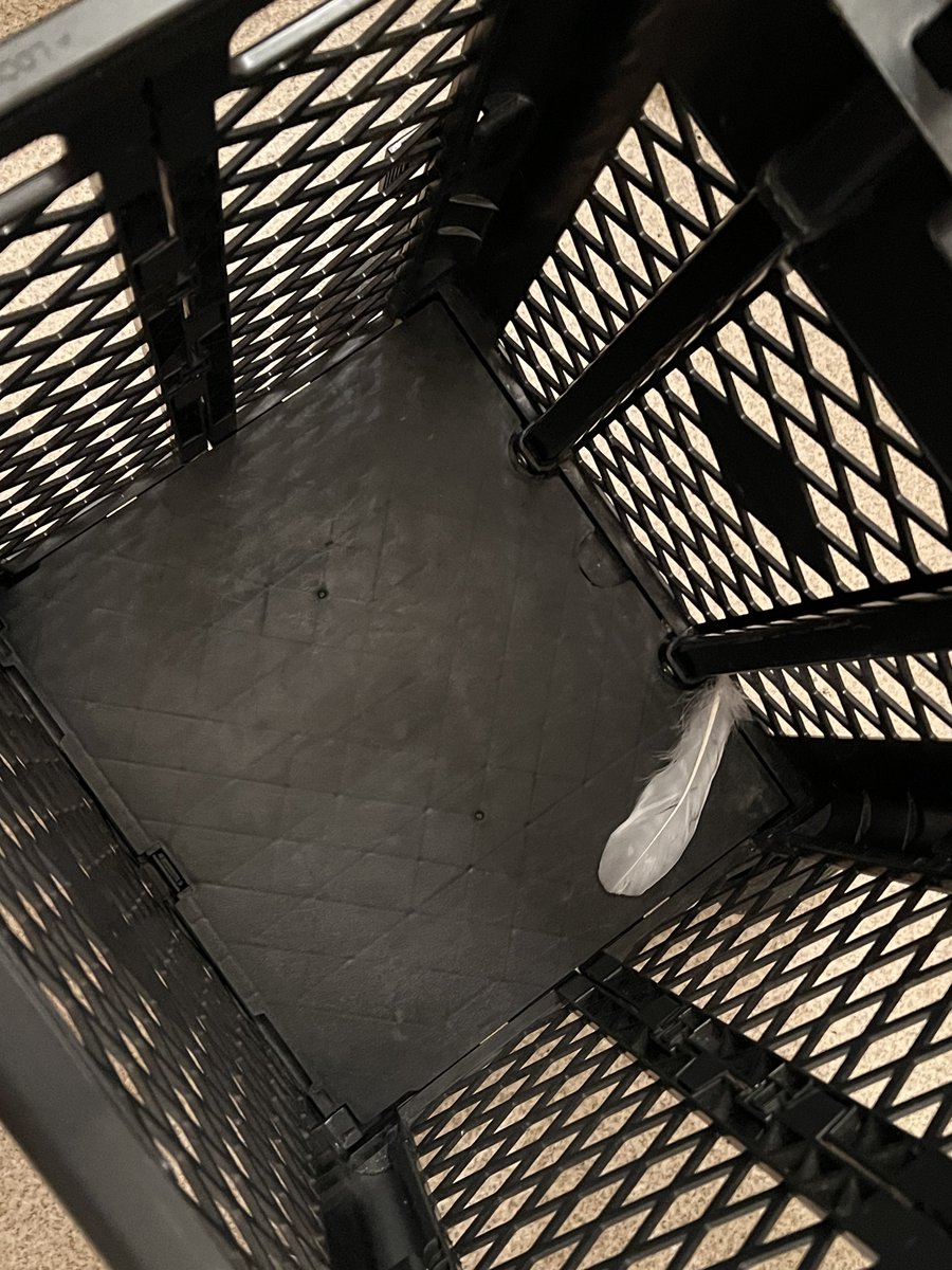 機材キャリーボックス片付けてたらどこかの天使の羽が紛れ込んでた…心当たりはある笑