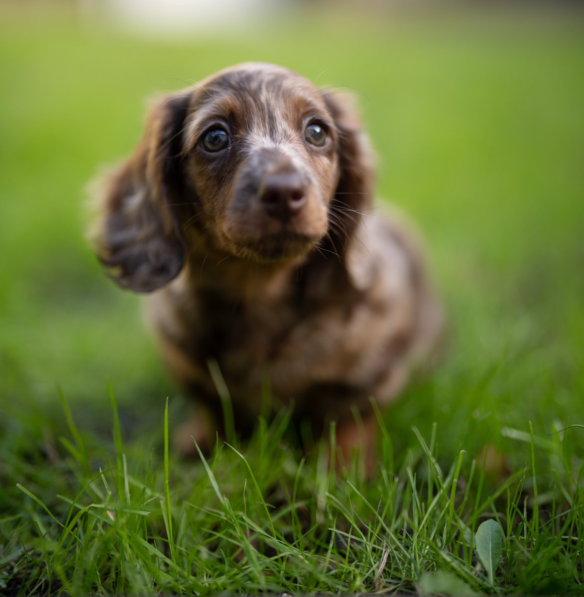 Meet Ficelle, my firstborn daughter. She will be writing C-Bark at no time. Also follow her on Instagram: instagram.com/ficelle.the.br…