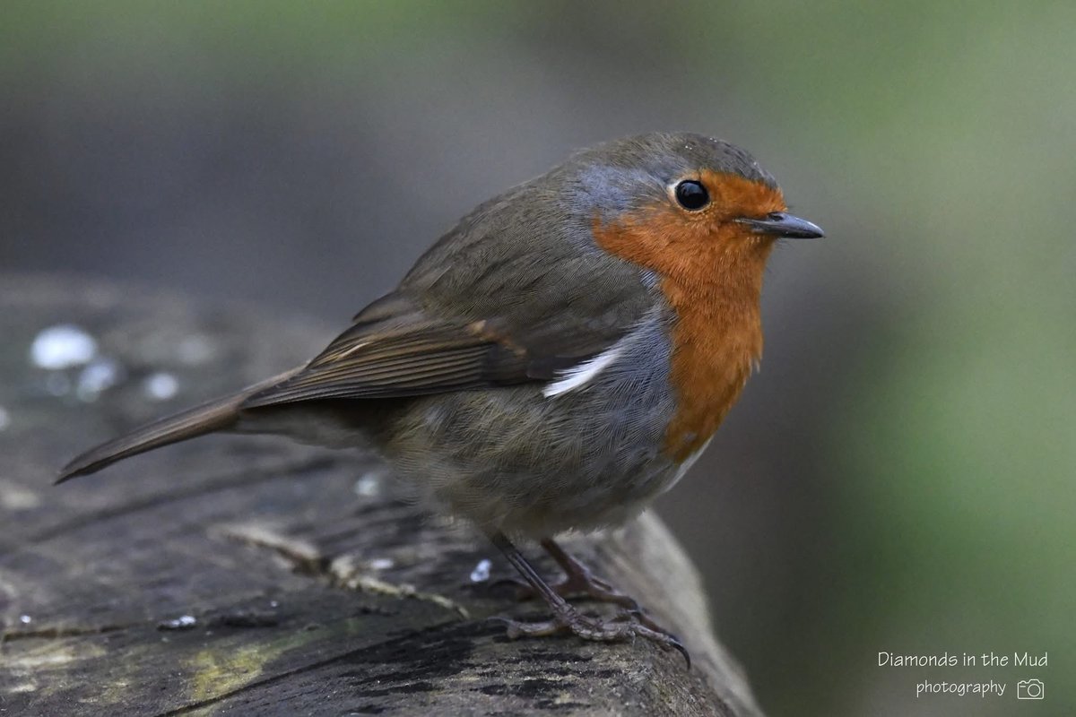 Cramlington & District Red Squirrel Group tweet media