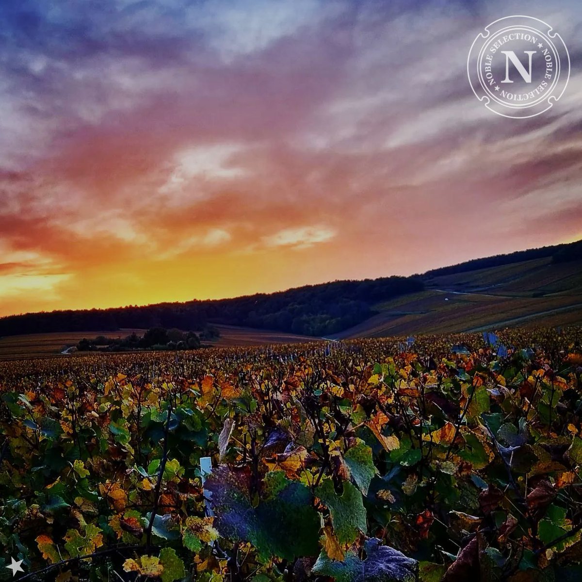 Noble Sélection tweet media