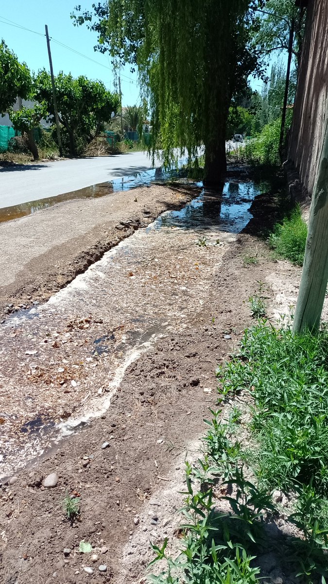 diego ricardo agrain tweet media