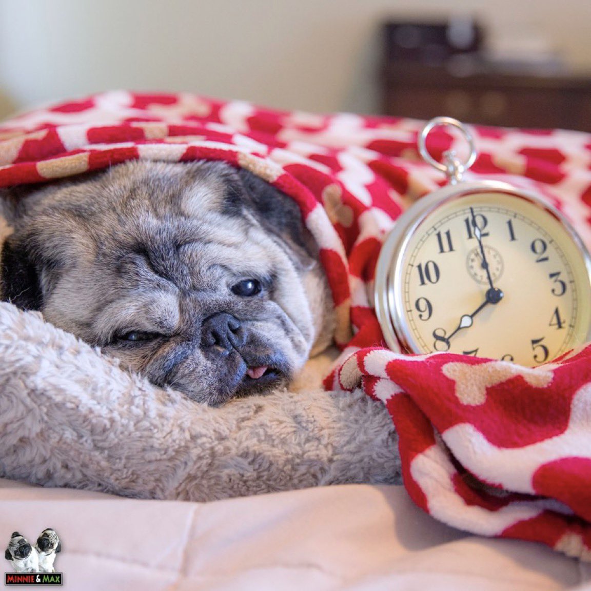 "Does anybody really know what time it is?" 💤❤️
- @ChicagoTheBand 
#DaylightSavingTime #LazySunday #pug
