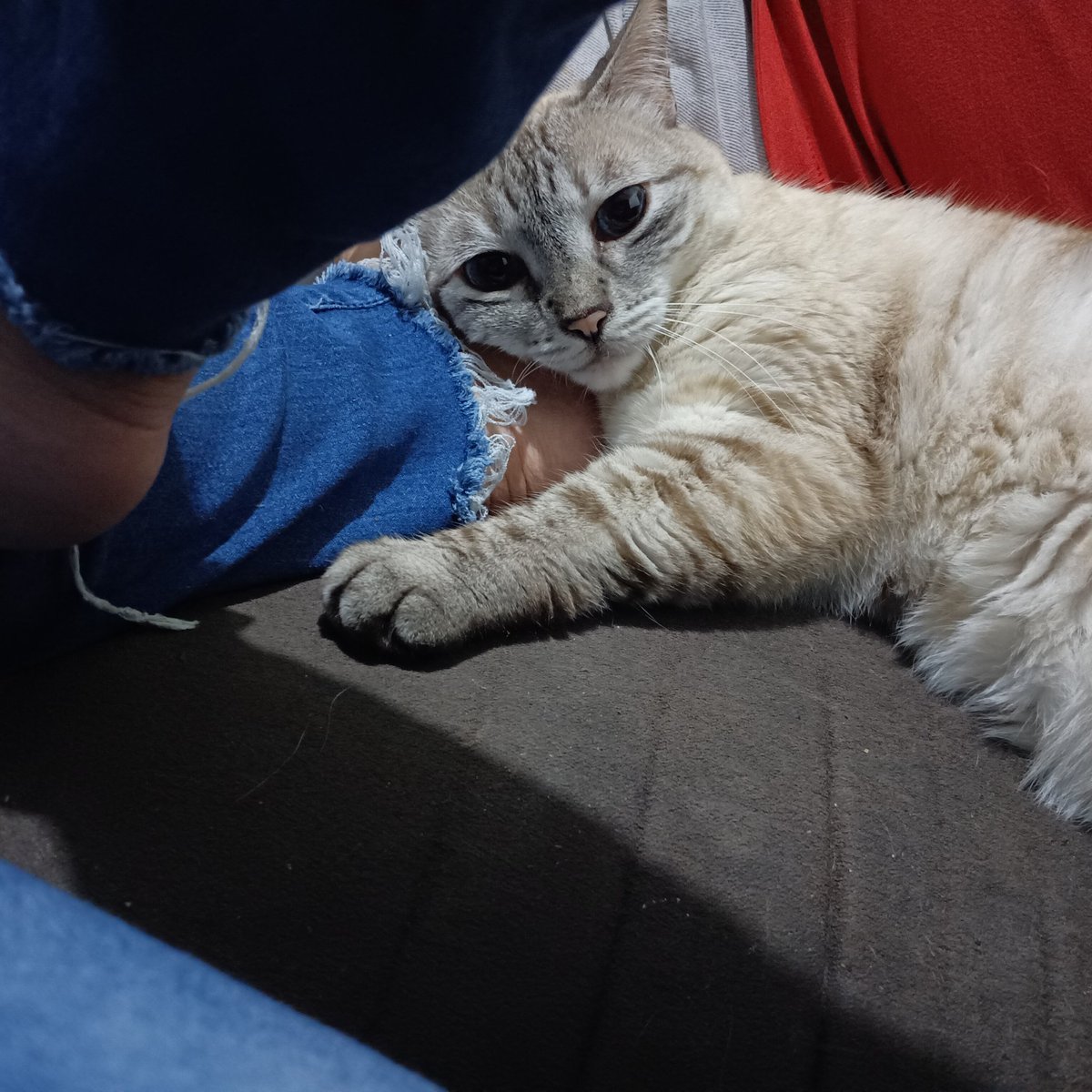 Maruca, la gata tweet media