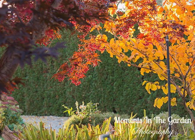 MomentsintheG's tweet photo. I am just loving the early morning light in my garden accentuating the yellow and red hues. Remember to turn your clocks back this weekend. #turnclocksback #earlymorninglight #fallcolours #yellowleaves #redleaves #novembergarden #falladvancing #momentsinthegardenphotography https://t.co/uAvLgusEkA
