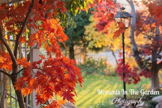 MomentsintheG's tweet photo. I am just loving the early morning light in my garden accentuating the yellow and red hues. Remember to turn your clocks back this weekend. #turnclocksback #earlymorninglight #fallcolours #yellowleaves #redleaves #novembergarden #falladvancing #momentsinthegardenphotography https://t.co/uAvLgusEkA