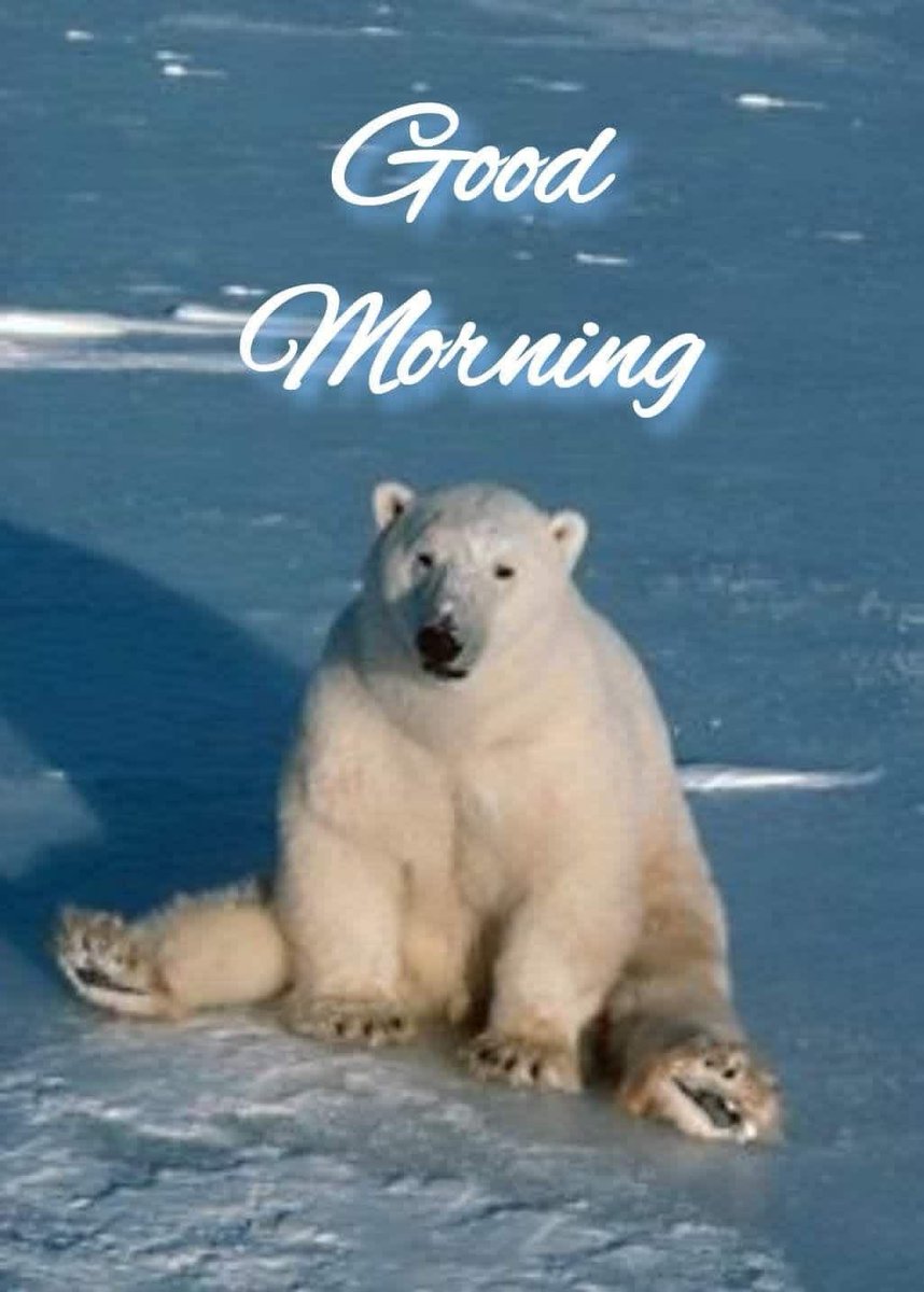 It’s Polar Bear Week, this is a cool time to cheer for these chilly champions and learn how to keep their icy homes 🐻‍❄️🤍🩵 #polarbearweek