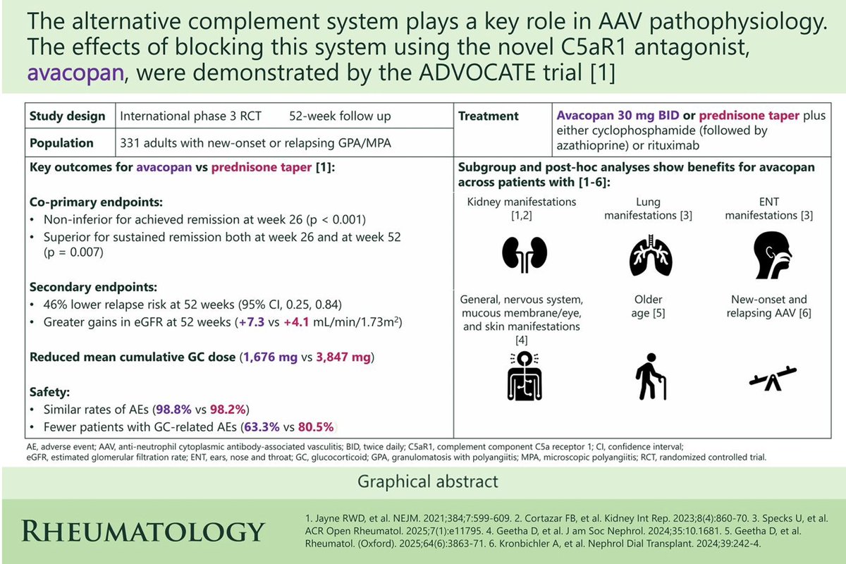 The phase 3 ADVOCATE trial demonstrates that blocking the alternative complement pathway with #avacopan, alongside standard #immunosuppression, allows patients with #ANCA-associated #vasculitis (AAV) to substantially reduce #glucocorticoid (GC) exposure while maintaining