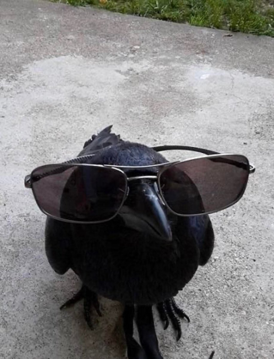 allaboutcrows's tweet image. 