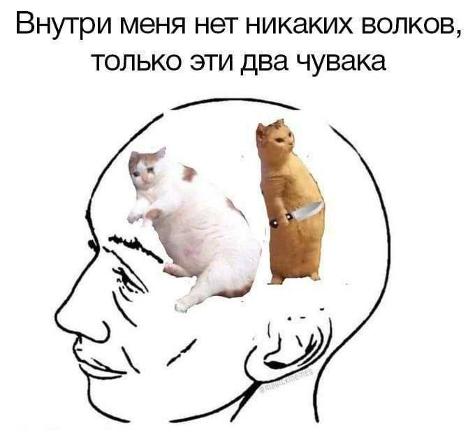 cats, i love cats (@catsilcats) on Twitter photo 