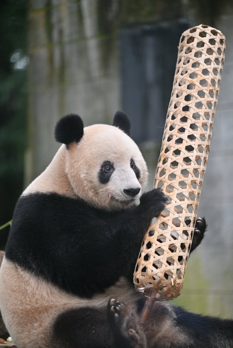 ふわうたた (@gpxxap) / Posts / X