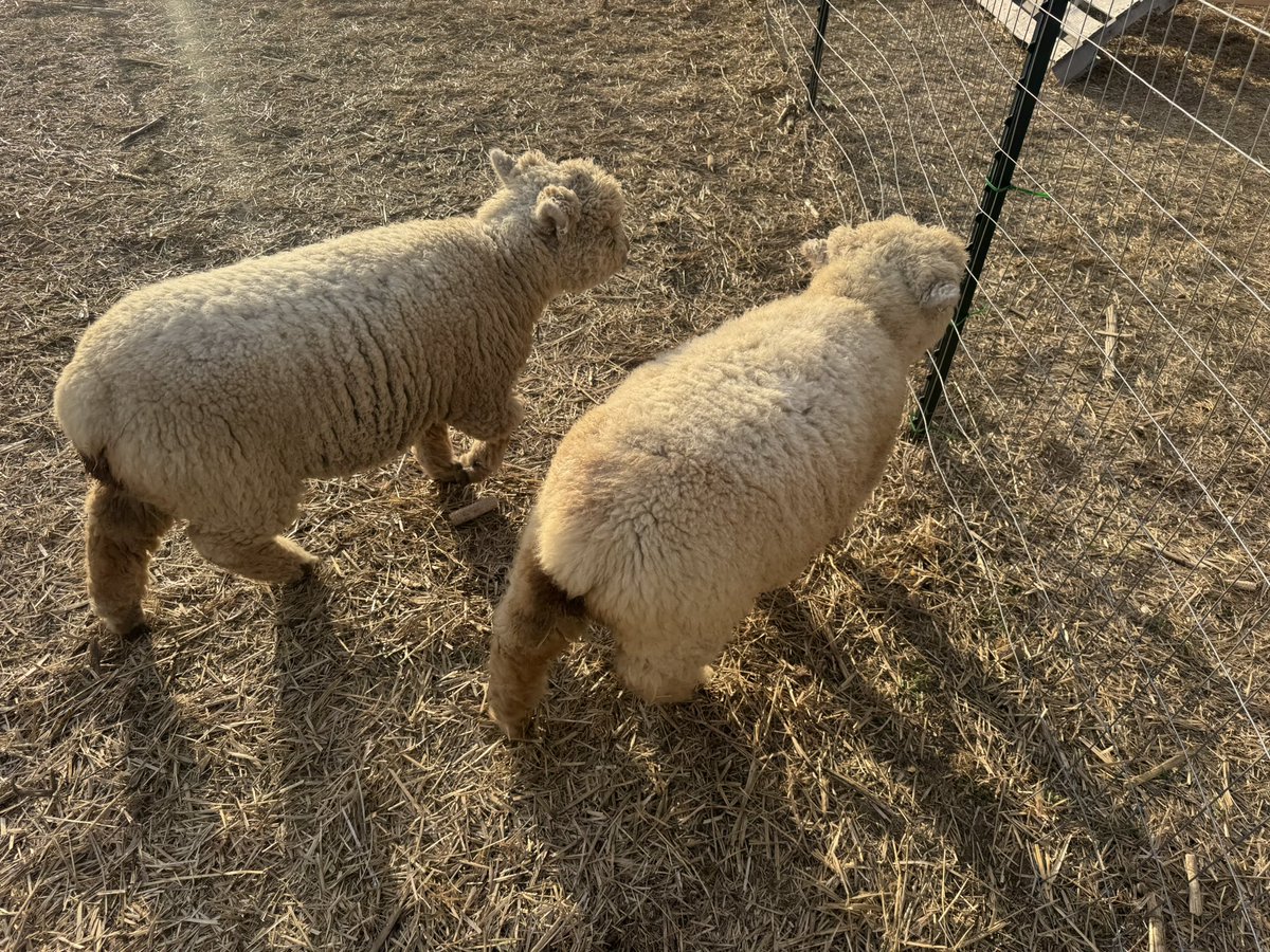 SamFlo16's tweet image. Pumpkin patch was amazing!!!