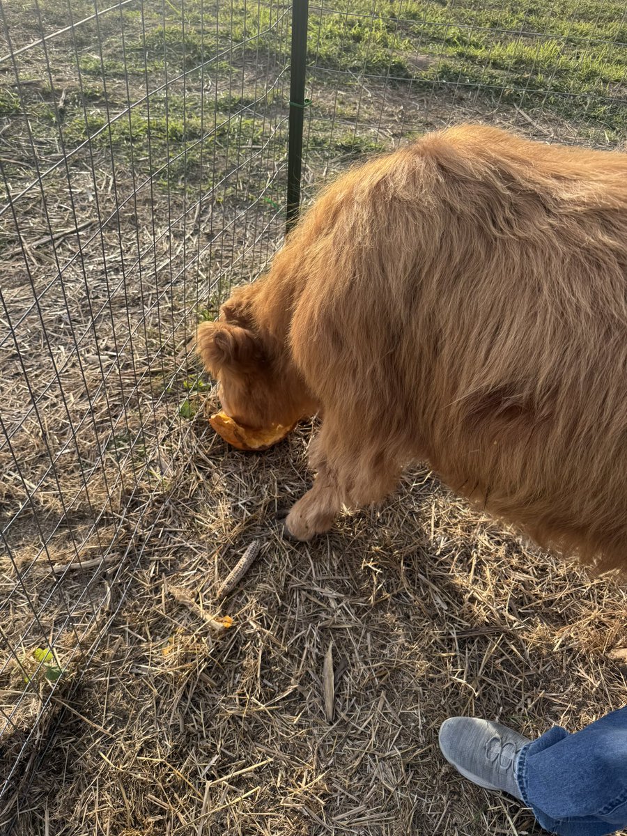 SamFlo16's tweet image. Pumpkin patch was amazing!!!