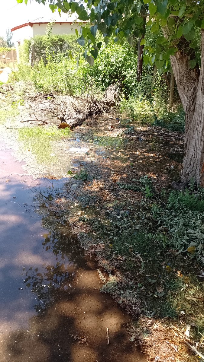 diego ricardo agrain tweet media