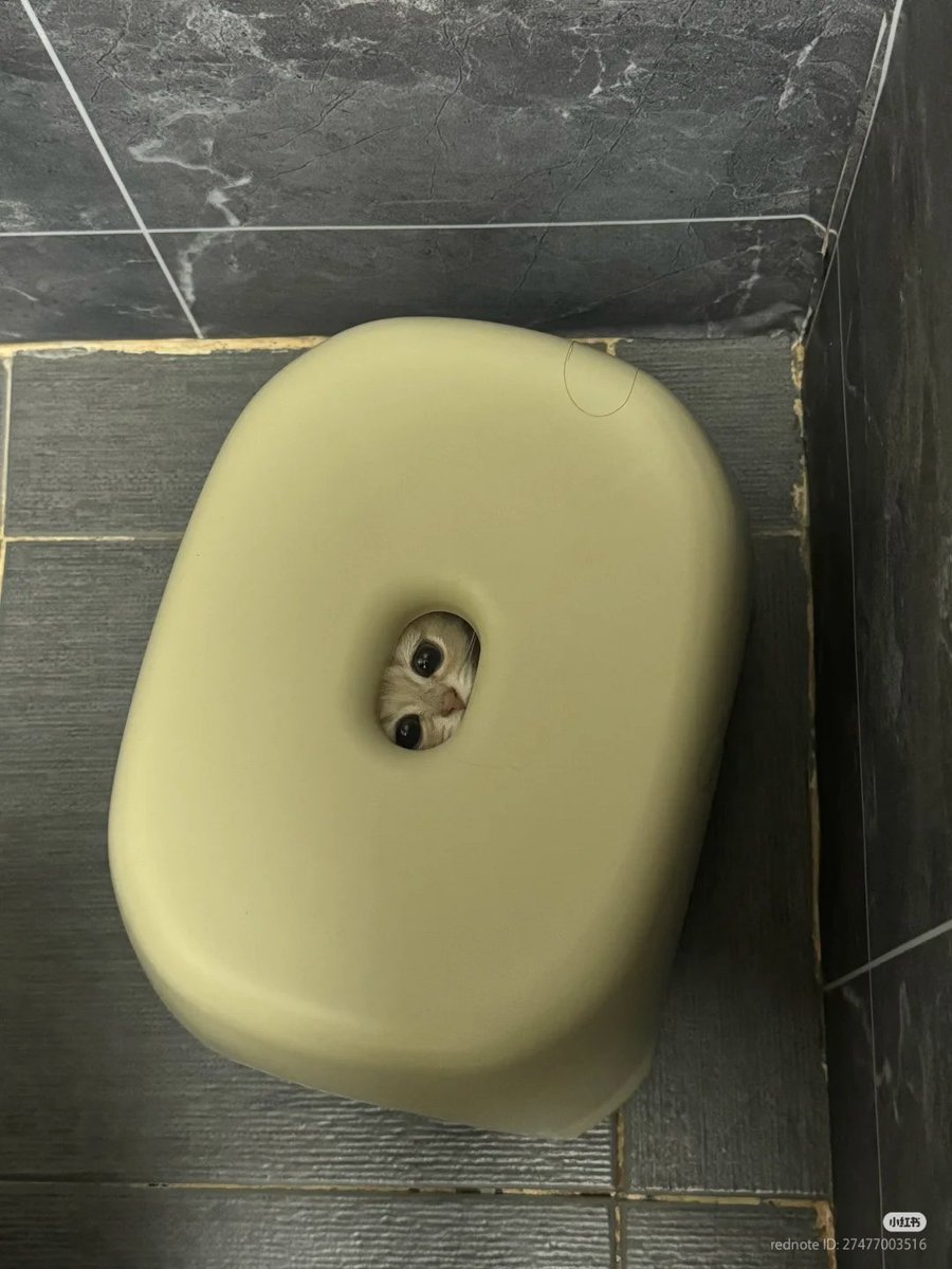 nocontextscats's tweet image. hiding from my problems