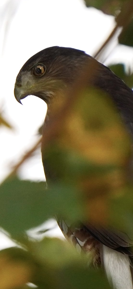 626BIRDS's tweet image. CLOCKS AREN’T THE ONLY THINGS ROLLING BACK — THIS COOPER’S HAWK’S NICTITATING MEMBRANE IS ROLLING BACK TOO! #BIRDCPP #BIRDSTORY #BIRDS