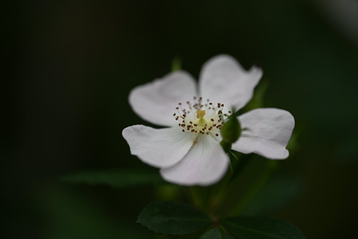 📸kazumi (@zf1118kazumi) / Posts / X