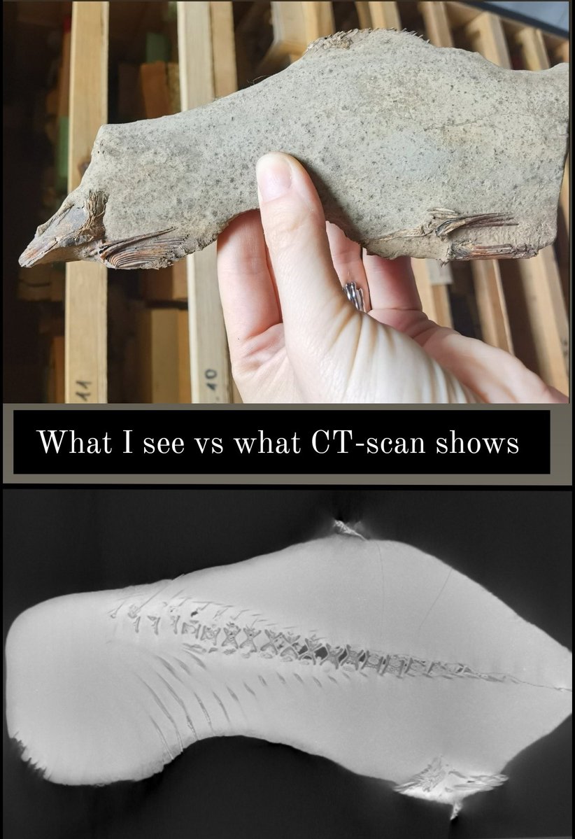 DarjaDankina's tweet image. 🌞 Difference between what my eyes 👀 see VS what tomographic analyses 🇧🇪 reveals ⬇️ #devonian 🐟
#Fossil #sundayvibes #researcher