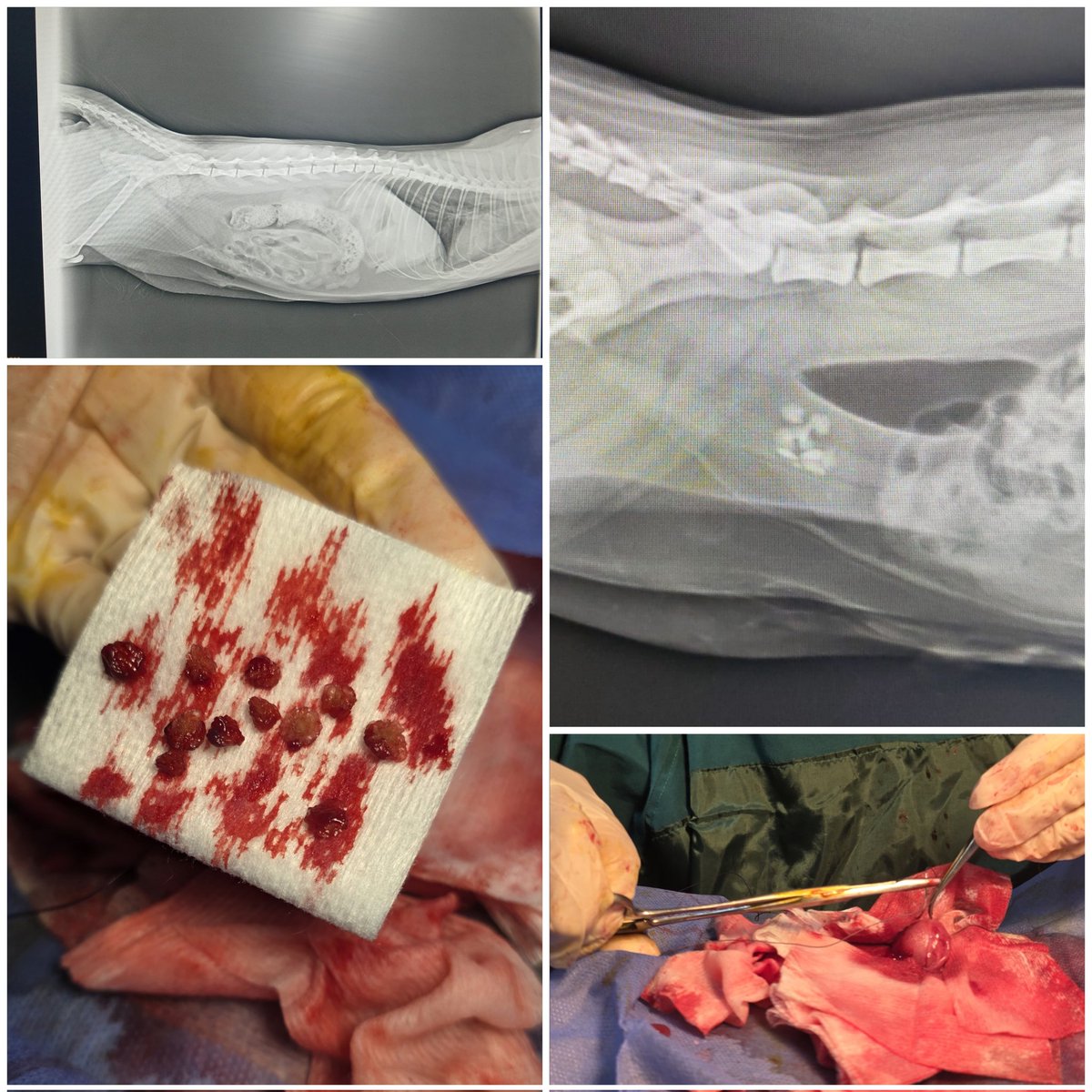 Kedimizde alt üriner sistem belirtileri (sık idrara çıkma, hematüri, dizüri) sonrası yapılan radyografide mesane içinde multiple radyoopak yapılar gözlendi. 📸

Yapılan sistotomi operasyonu ile taşlar başarılı şekilde çıkarıldı.