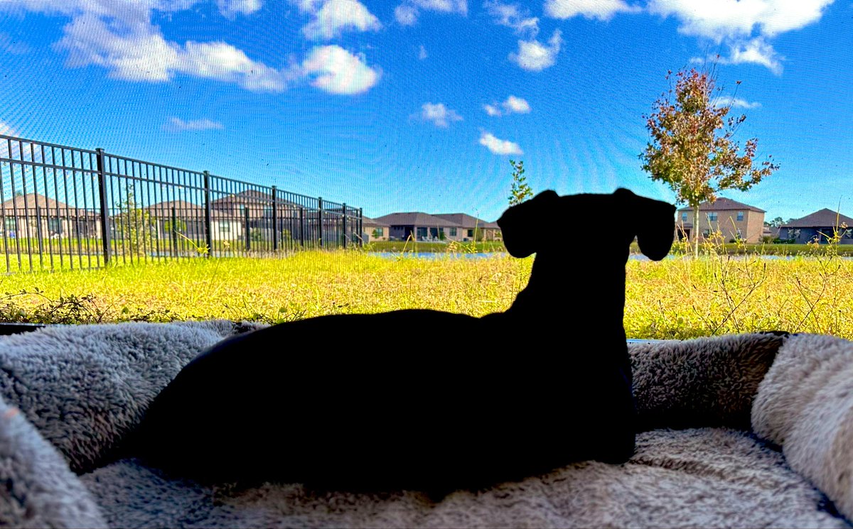 It’s a Ruff Sunday ☀️