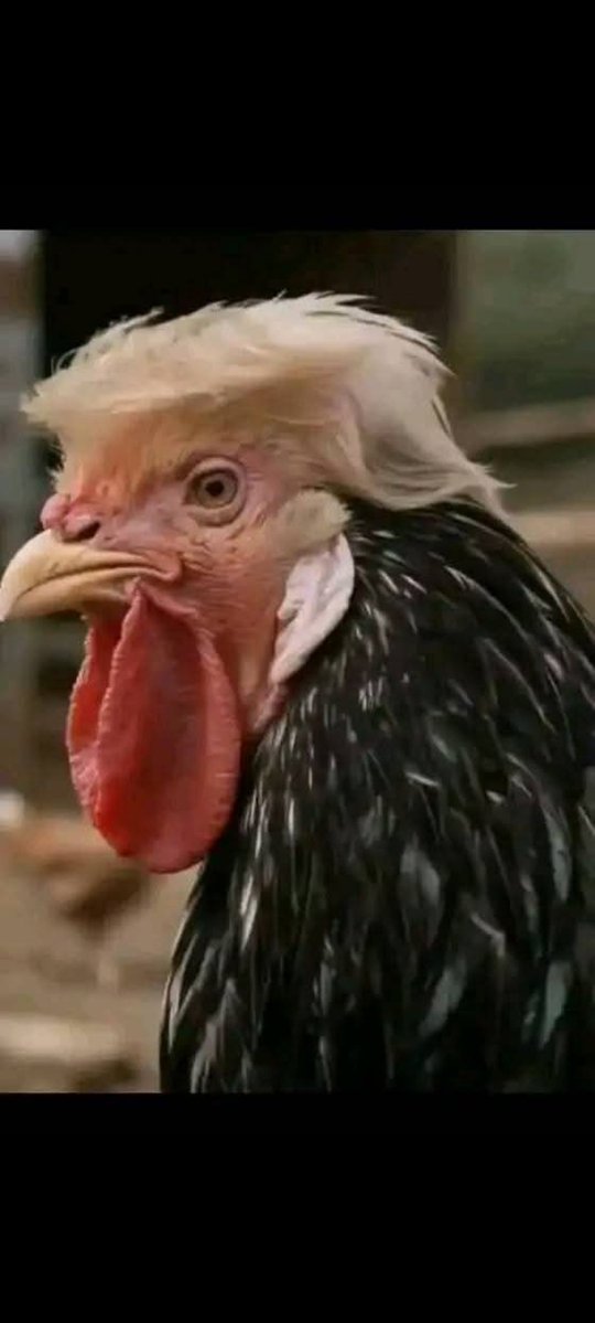 TJOlaBode's tweet image. A mob boss and white Christian supremacist turned president claims he’s coming to Nigeria to “save” Christians. And I wonder If God had created a heaven separated by race where one for whites only and another for blacks. 
It might make sense, because there’s no way a white…