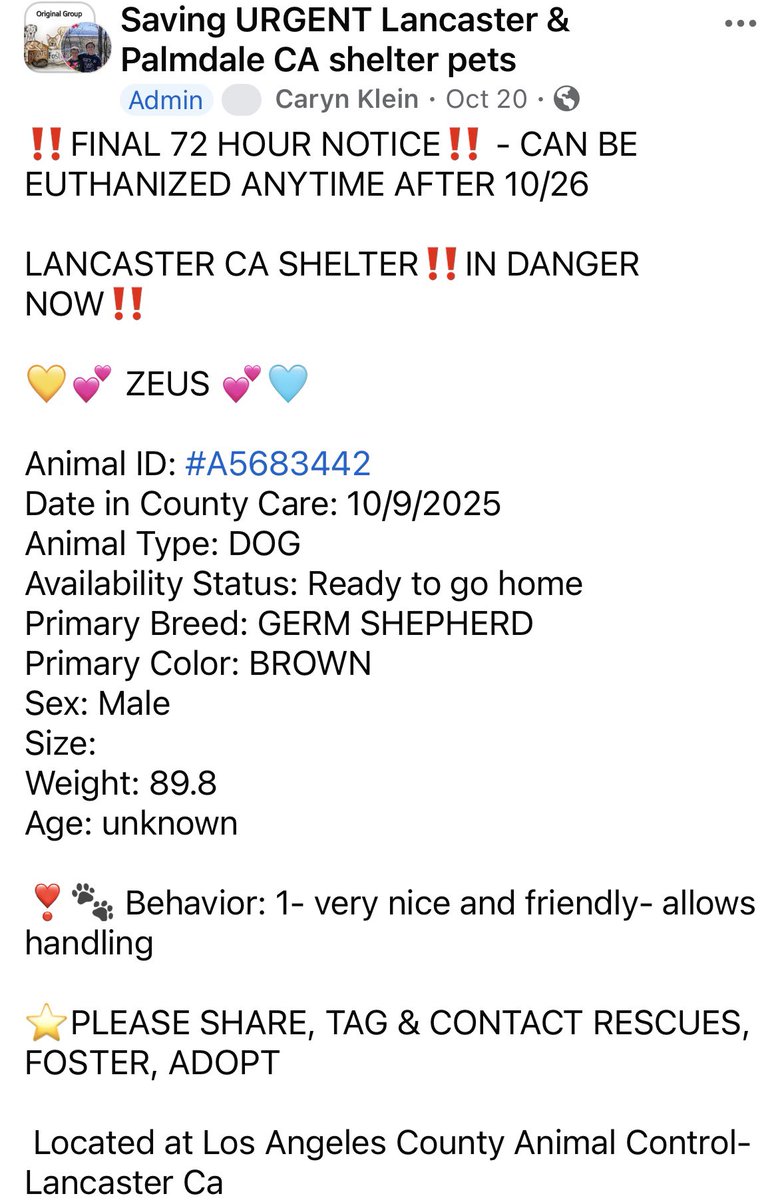 SarahjaneGille1's tweet photo. 🆘‼️🚨 ZEUS 8yrs mature Male #A5683442 #GSD URGENT LIVE BE EUTHANIZED @AnimaLancaster #savegsd #adoptgsd #fostergsd #rescuegsd #frankielolaandfriends #bigloveanimalrescue #happytailsrescue #happyhounds #greendogfoundation #dogswithoutborders #Icaredogrescue #leashesofloverescue https://t.co/EyKwnsUIoE