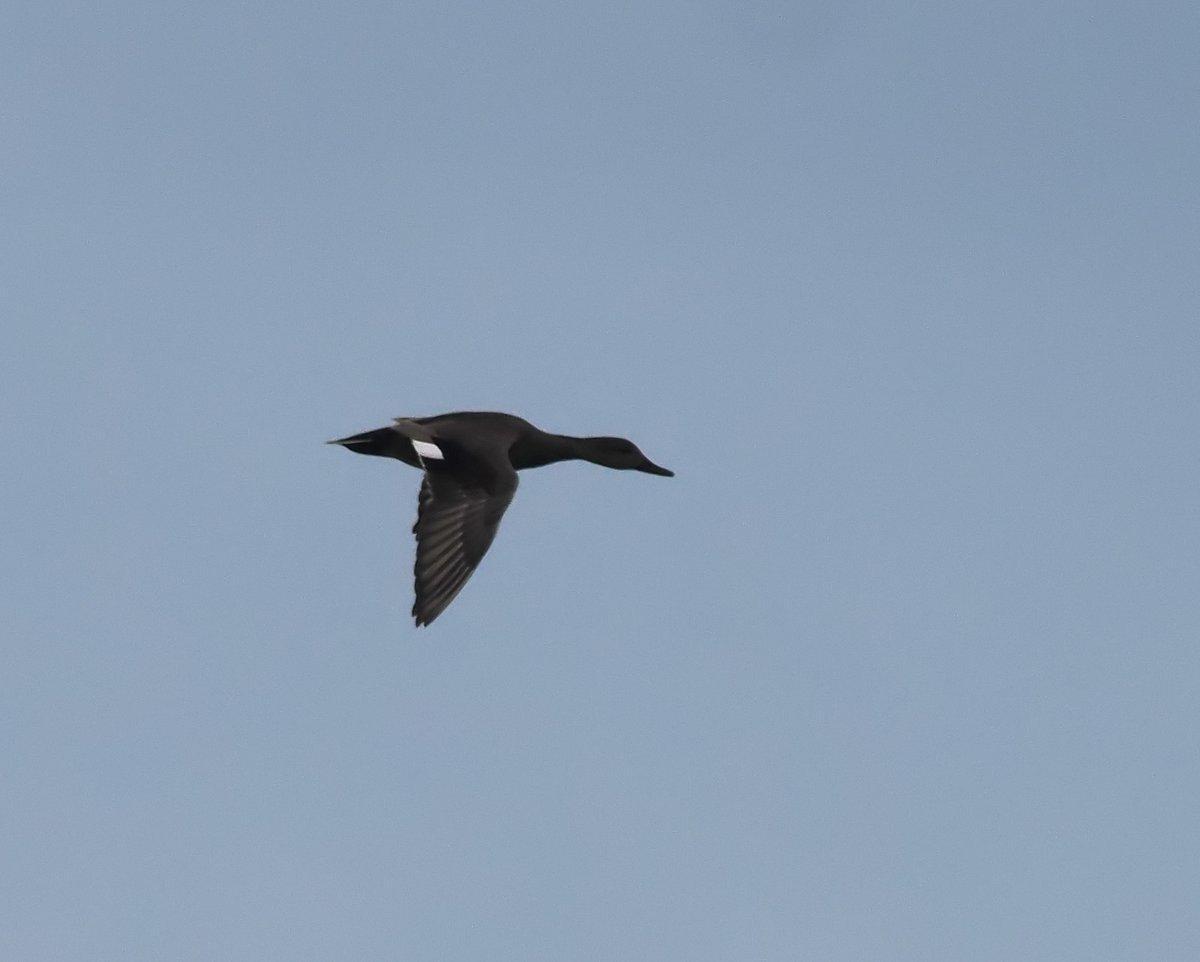 Anthrobirder's tweet photo. Proper #patchgold today in St Fittick's Park with this drake Gadwall on the main marsh. It's only my fourth ever record here and the first for five years. https://t.co/GQaXsa6gf4
