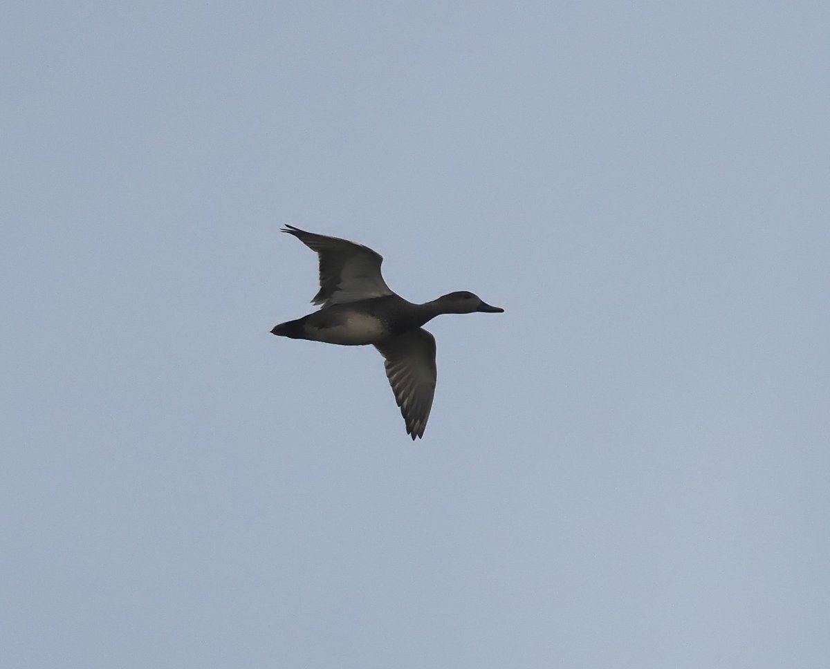 Anthrobirder's tweet photo. Proper #patchgold today in St Fittick's Park with this drake Gadwall on the main marsh. It's only my fourth ever record here and the first for five years. https://t.co/GQaXsa6gf4
