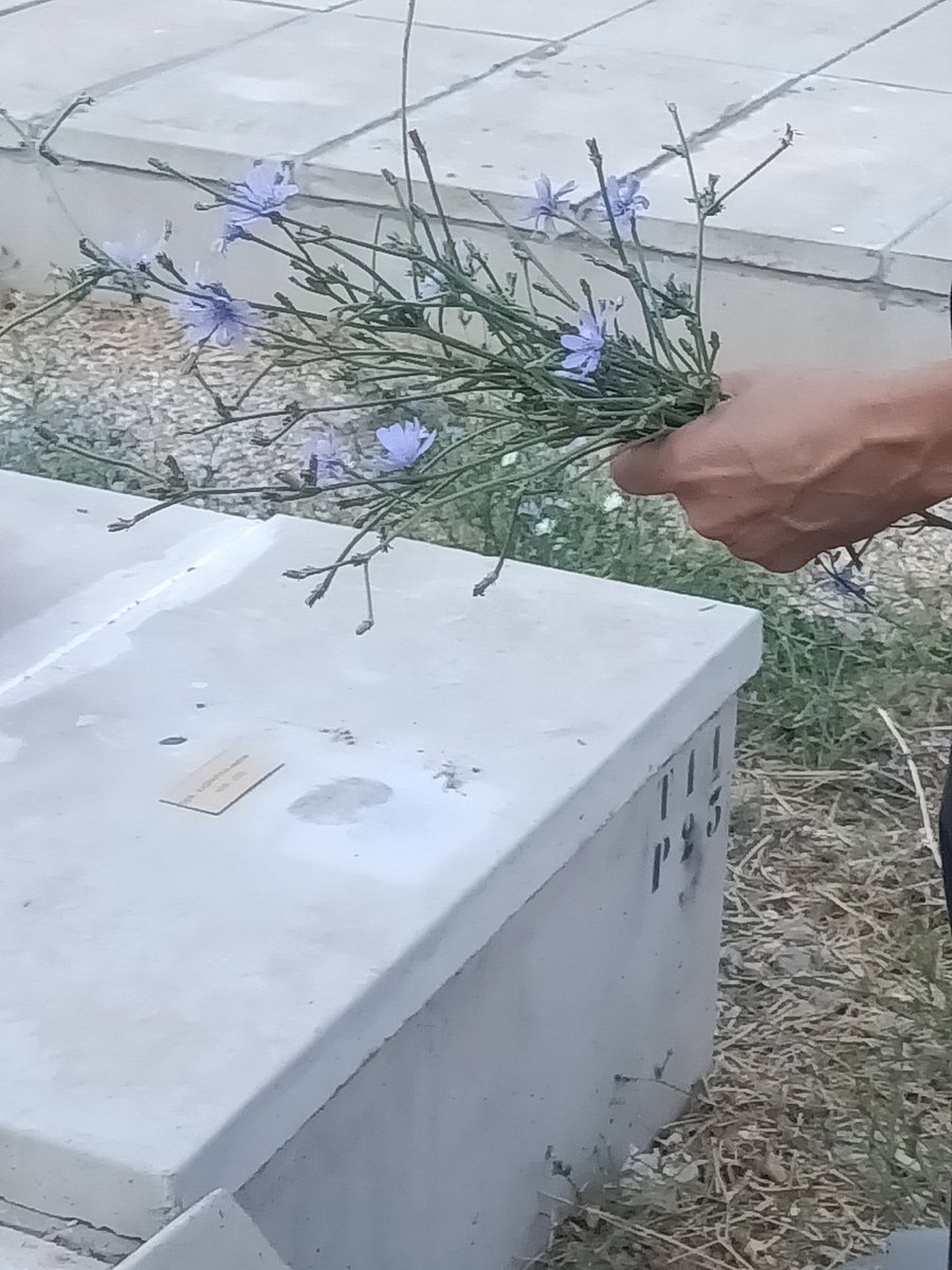 BeGrisoni's tweet photo. Une fleur pour la dignité en mémoire de toutes les personnes défuntes : Marseille, 1er et 2 novembre 2025 dans les 21 cimetières de la Ville. 
Un geste simple pour honorer la mémoire des personnes défuntes et préserver la dignité de ces lieux de recueillement. https://t.co/nHwYjVxDEh