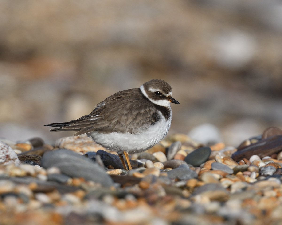 StephMurphy66's tweet image. Portraits from Slapton Beach, South Devon. Juvenile Ringed Plover, for all you Plover-Lovers #waders #Slapton