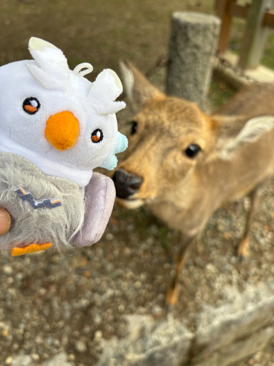 カピパラ・ヒロシ🦉📕 on X