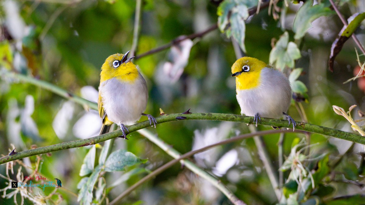 indian_pitta's tweet image. We need more photogaphers on 𝕏. If you agree, post a picture you took.