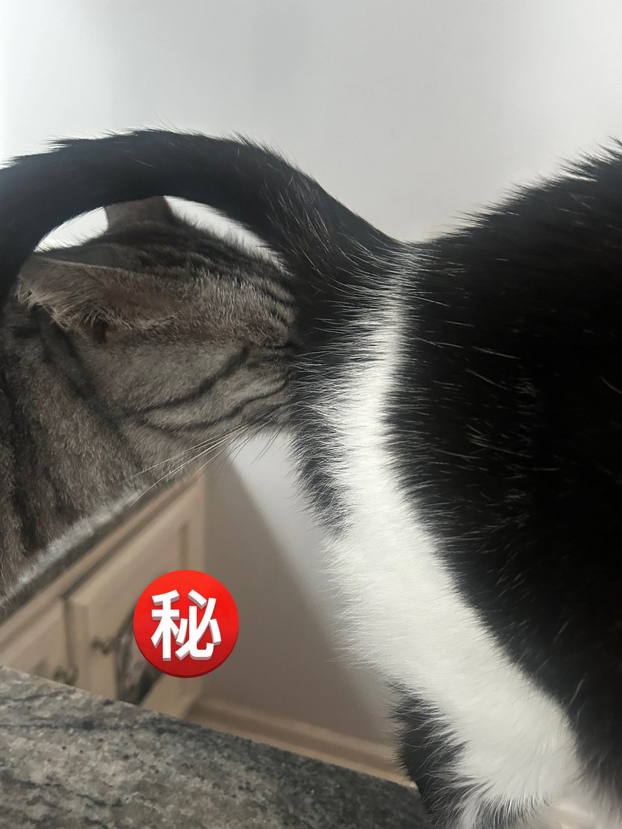 朝ごはん食べてるキッシーちゃんのお尻にガッツリ顔を入れるお姉様💧
臭くないのー😣😣