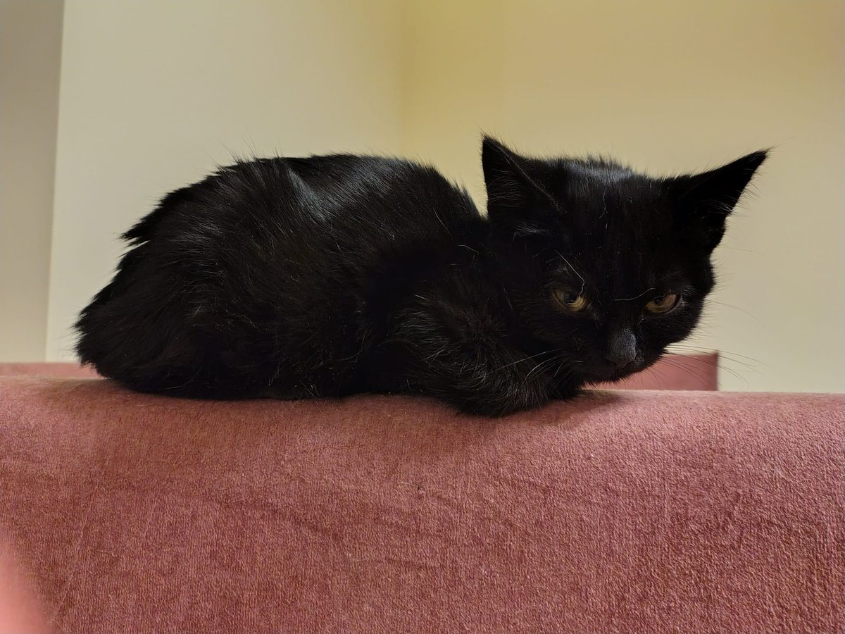 Ja też nienawidzę słowa FIP, bo wiem jak trudna jest to walka 💔

Dlatego mam nadzieję, że Birma spotka tutaj Dobrych Ludzi i znajdzie pomoc 🙏
Długie i kosztowne leczenie to jedyna sznsa na życie ‼️ Ale wiem, że każda 1 zł i RT może ją ocalić ‼️
pomagam.pl/dlabirmy