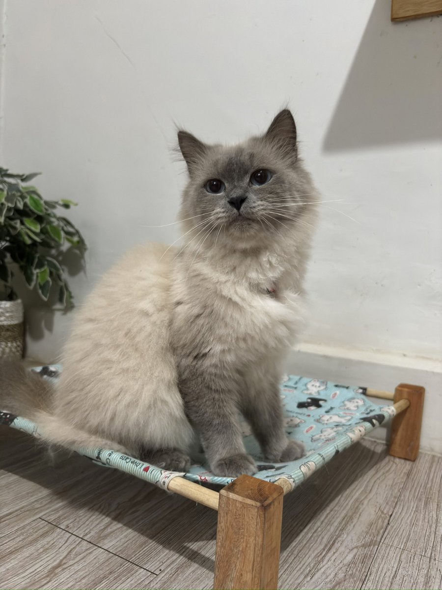 vinncats's tweet photo. Life update Abu gosok https://t.co/UIUkGGrNxi