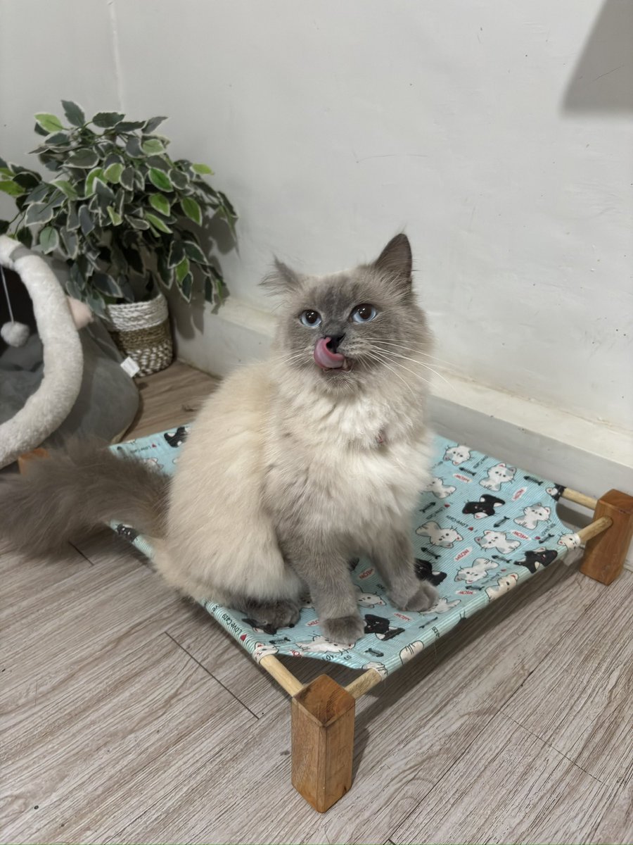 vinncats's tweet photo. Life update Abu gosok https://t.co/UIUkGGrNxi