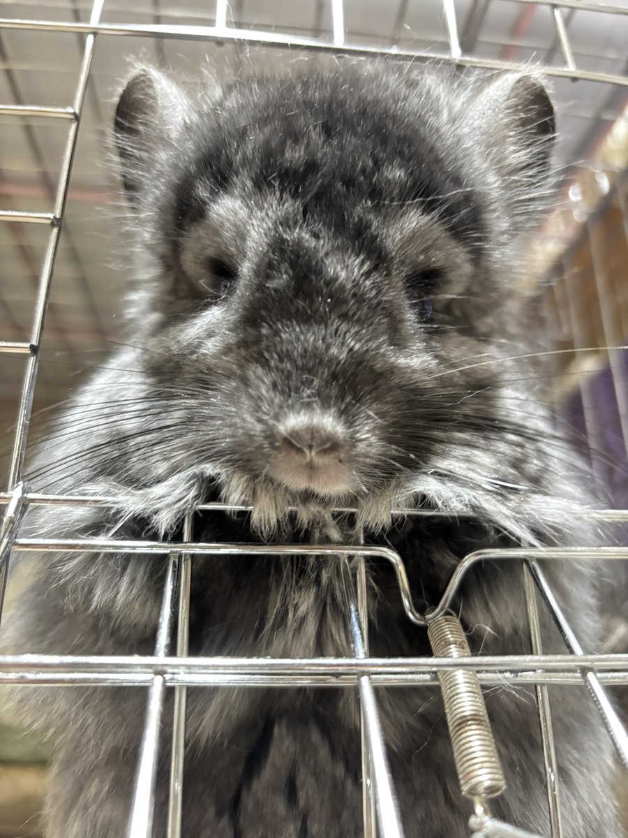 Mとチハマカメ on X