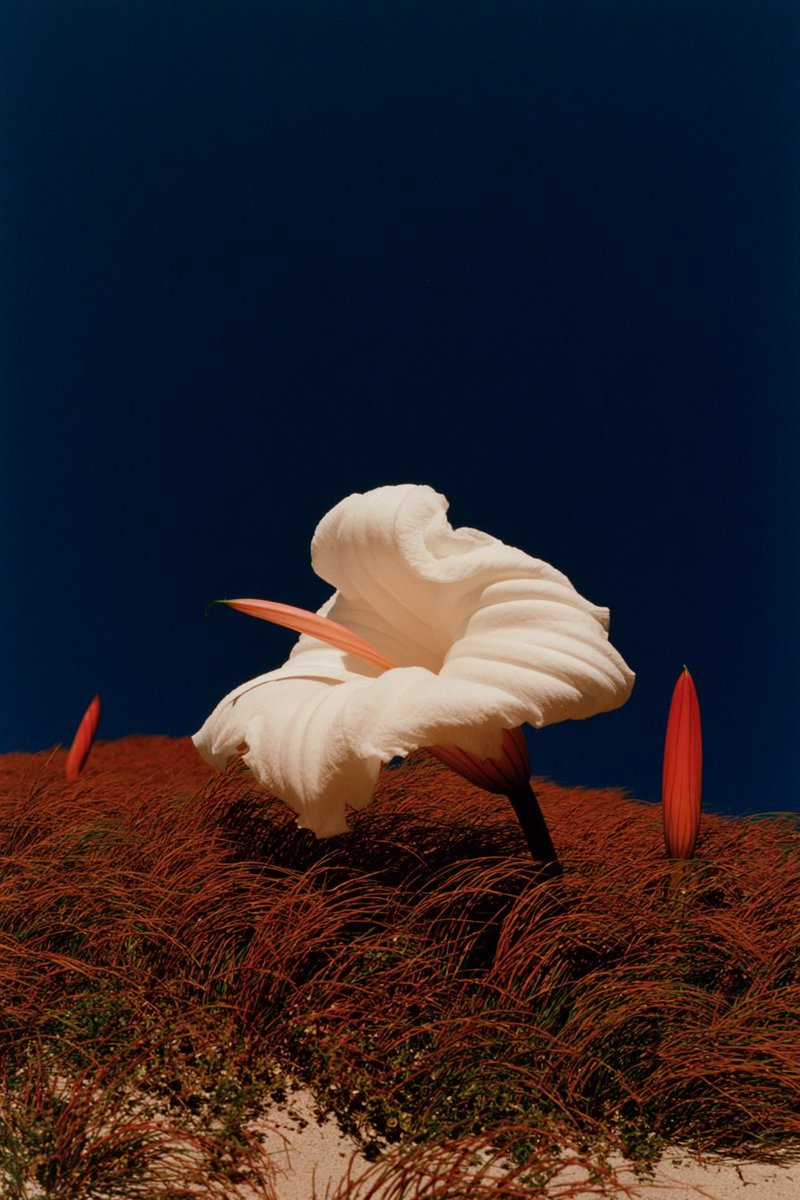 Gizem Akdag tweet media