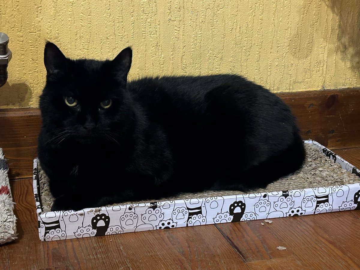 🖤🐈‍⬛