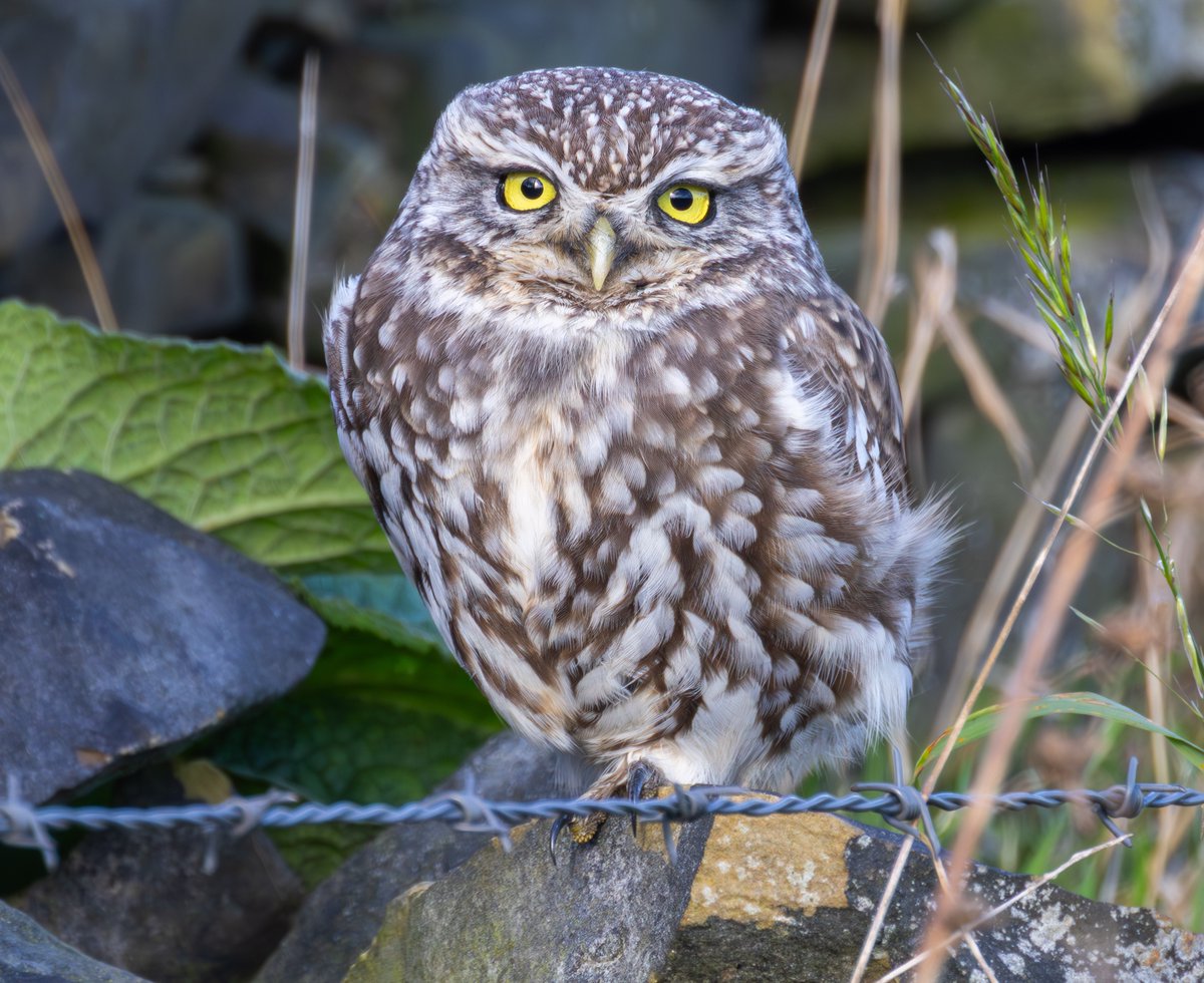 LITTLE OWL - In my village of Green Moor today
