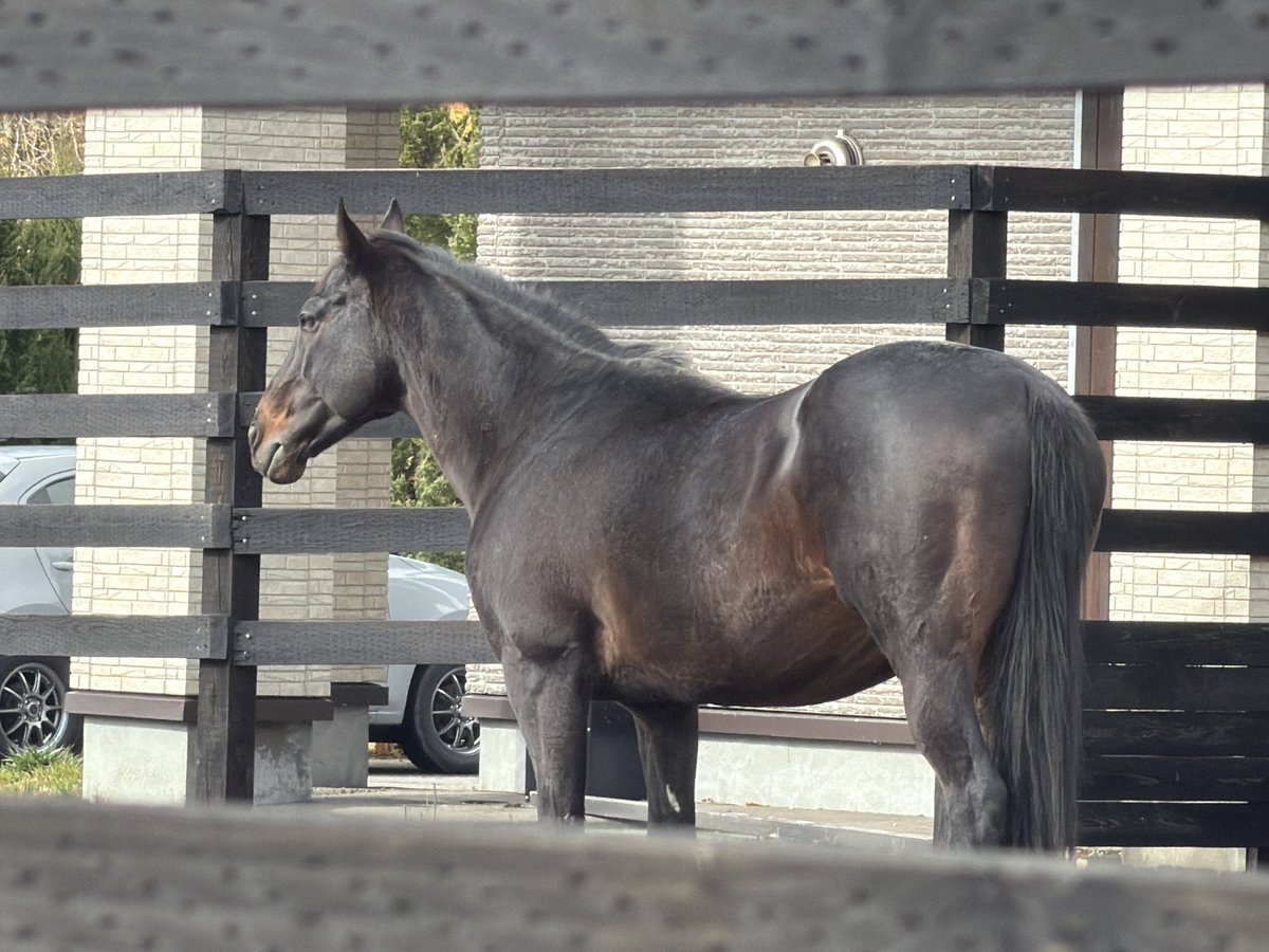 いもぎらい on X