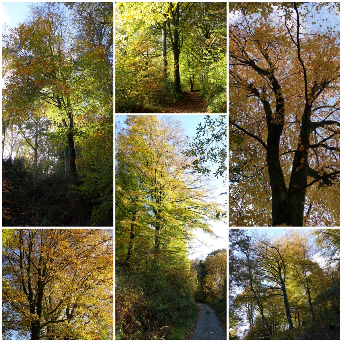 Anita Cook tweet media