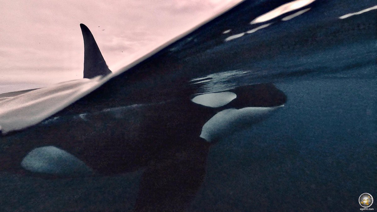 Artist PLATUX Art Gallery tweet media