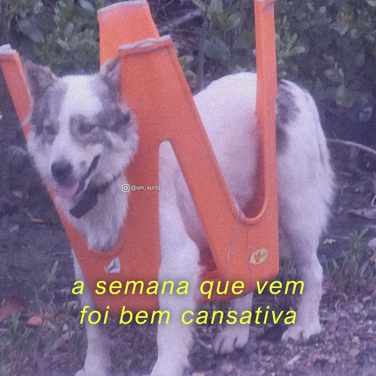 paginalixo1's tweet image. 