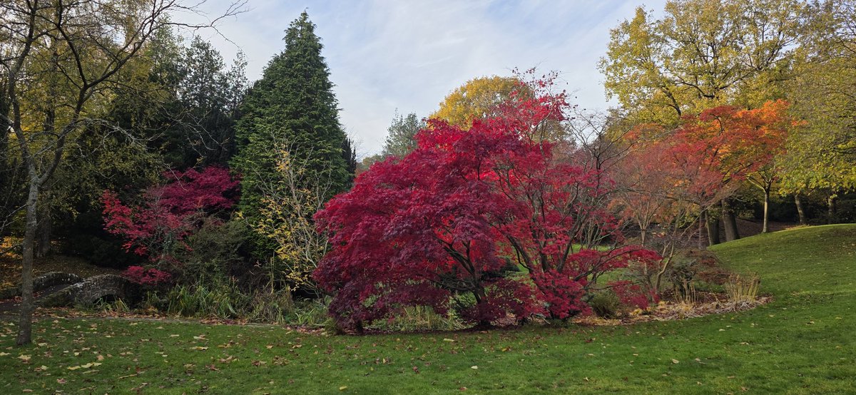 Japanese maple in Howard Park Glossop thiss afternoon