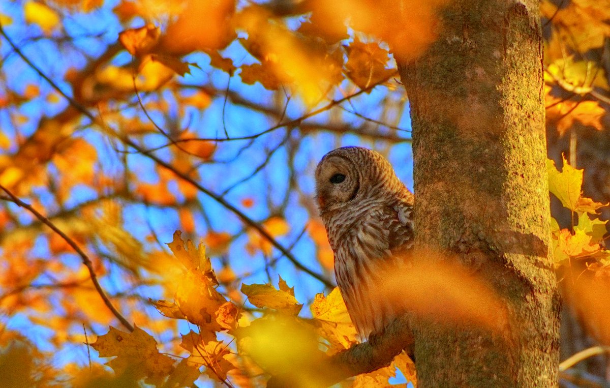 Sunday morning after the big ball game. Things are ok. Nov 2 <a href="/CanGeo/">Canadian Geographic</a> <a href="/SandbanksPP/">Sandbanks Provincial Park</a> <a href="/OntarioParks/">Ontario Parks</a>  <a href="/weathernetwork/">The Weather Network</a>